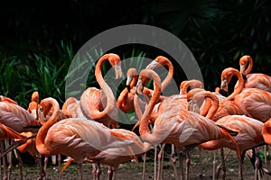 Flock of American Flamingos in a bird park