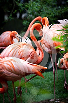 Flock of American Flamingos near a river bank