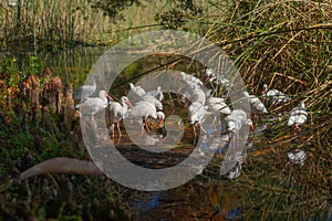 Flock of American white ibis bird (Eudocimus albus)
