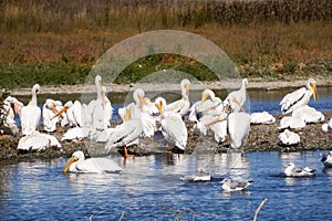 A flock of American white pelicans, Baylands Park, Palo Alto, San Francisco bay area, California photo