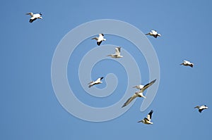 Flock of American White Pelicans Flying in a Blue Sky