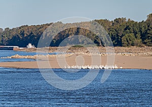 Flock of American white pelicans grouped on sandbank of Mississippi river