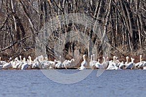 A flock of American white pelicans, Pelecanus erythrorhynchos,