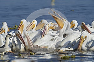 Flock of American white pelicans Pelecanus erythrorhynchos feeding on fish