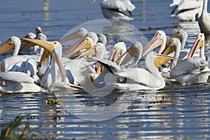Flock of American white pelicans Pelecanus erythrorhynchos feeding on fish