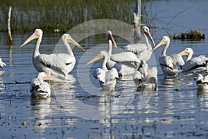 Flock of American white pelicans Pelecanus erythrorhynchos in flight