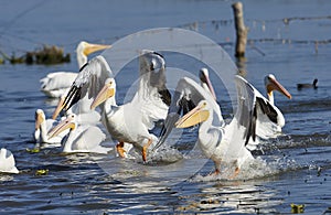 A flock of American white pelicans Pelecanus erythrorhynchos landing on Lake