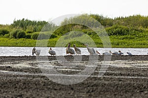 Flock of American white pelicans on the shore of the lake.