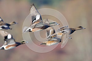 A flock of American Widgeon flies by beige and purple background in morning