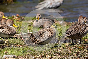 Flock of Anas georgica resting sat on the grass ground of the shore of a lake