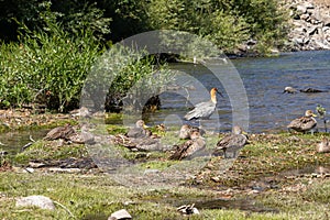 Flock of Anas georgica resting sat on the grass ground of the shore of a lake