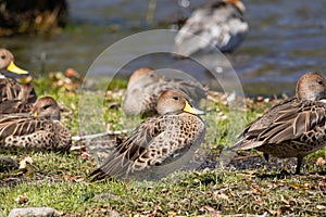 Flock of Anas georgica resting sat on the grass ground of the shore of a lake