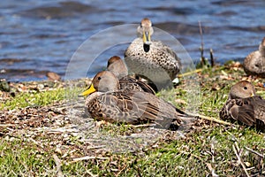 Flock of Anas georgica resting sat on the grass ground of the shore of a lake