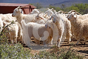 Flock of Angora goats photo