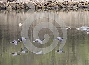 A flock of Anhingas fly over the water showing reflections.