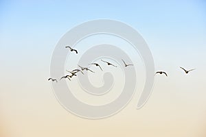 Flock of Antarctic or blue-eyed shags, Antarctic peninsula