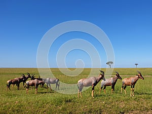 Passing a flock of antilopes in Masai Mara photo