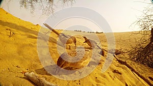 Flock of arabian babbler has dinner in sand in front of camera on sunset desert landscape close up