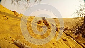 flock of arabian babbler has dinner in sand on sunset desert landscape