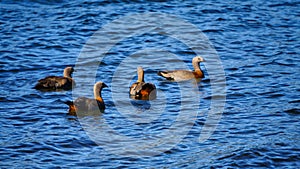 Flock of ashy-headed geese in lake Lacar