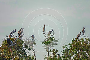 Flock of Asian Openbill Birds Anastomus oscitans Sitting on Tree at Thale Noi Waterfowl Reserve Lake, Thailand