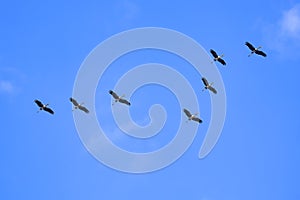 Flock of Asian openbill storks flying in winding row against blue sky background