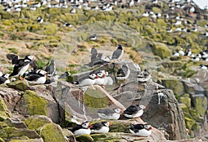 Flock of Atlantic Puffins nesting on the cliffs on The Farne Islands