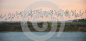 Flock of Avocets in flight