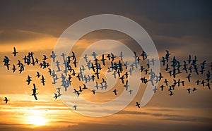Flock of Avocets in flight photo