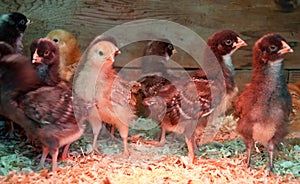 Flock of Baby Chicks Under Heat Lamp