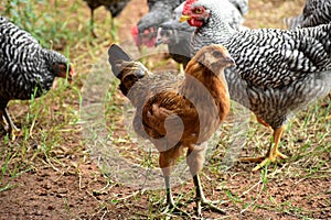 Flock of backyard chickens