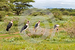 Flock of Bald-headed Marabou stork bird standing in meadow at Serengeti National Park in Tanzania, Africa