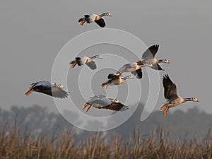 Flock of Bar headed goose Flying