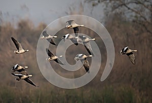 Flock of bar headed goose Flying