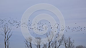 Flock of barn swallows in flight above tree tops with sitting great cormorants