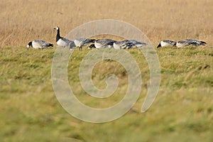 Flock of Barnacle Geese on a coastal meadow