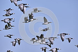 Flock of barnacle geese flying in the blue sky