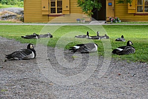Flock of barnacle geese napping and resting