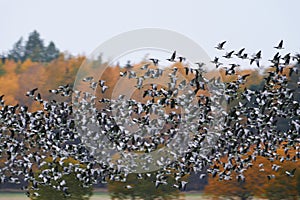 Flock of barnacle goose flying in fast speed past forest
