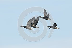A flock of beautiful Brent Geese, Branta bernicla, flying in the blue sky.