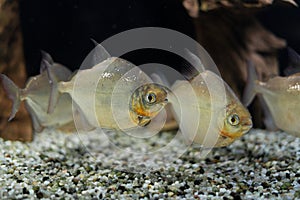 a flock of beautiful fish swims in the aquarium. Metynnis argenteus. Order: Characinous. Oceanarium.