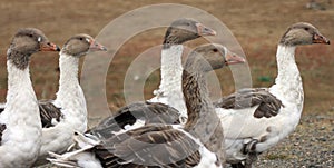 A flock of beautiful gray and white domestic geese