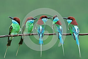 Flock of beautiful green to blue with chestnut head birds gethering on wet branch on rainny day during nesting season, blue-