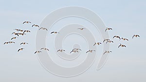 Flock of beautiful migrating birds flying in the sky