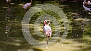 flock of beautiful pink flamingos in near the river