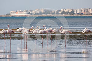 A flock of beautiful pink flamingos walking on the beach of Alexandroupolis Evros Greece near Delta Evros National Park, winter