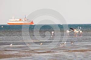 A flock of beautiful pink flamingos walking on the beach of Alexandroupolis Evros Greece near Delta Evros National Park, winter