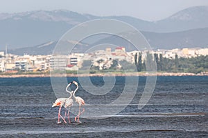 A flock of beautiful pink flamingos walking on the beach of Alexandroupolis Evros Greece near Delta Evros National Park, winter