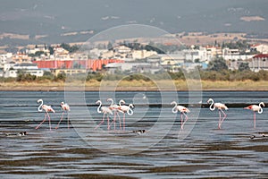 A flock of beautiful pink flamingos walking on the beach of Alexandroupolis Evros Greece near to Delta Evros National Park, winter