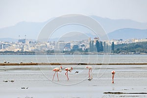 A flock of beautiful pink flamingos walking on the beach of Alexandroupolis Evros Greece near to Delta Evros National Park, winter